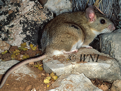 Neotoma leucodon, White-toothed Woodrat